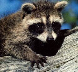 
The current rabies epidemic seems to be rolling north like a wave.
